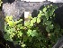  ( - IBONESeijoAra-37)  @11 [ ] Copyright (2016) IBONE IBONE