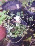  ( - IBONESeijoAra-61)  @11 [ ] Copyright (2016) IBONE IBONE