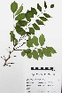  ( - UADY 23271)  @11 [ ] Copyright (2019) Unspecified Universidad Autónoma de Yucatán