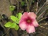  (Allamanda blanchetii - B113)  @11 [ ] Copyright (2014) PHCDBS Paul Hebert Centre For DNA Barcoding And Biodiversity Studies