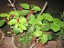  (Acalypha hispida - B140)  @11 [ ] Copyright (2014) PHCDBS Paul Hebert Centre For DNA Barcoding And Biodiversity Studies