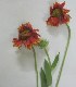  (Gaillardia aristata - B176)  @11 [ ] Copyright (2014) PHCDBS Paul Hebert Centre For DNA Barcoding And Biodiversity Studies