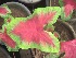  (Caladium - B238.1)  @11 [ ] Copyright (2014) PHCDBS Pual Hebert Centre For DNA Barcoding AND Biodiversity Studies