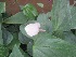  (Anthurium - B240.1)  @11 [ ] Copyright (2014) PHCDBS Pual Hebert Centre For DNA Barcoding AND Biodiversity Studies