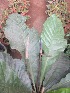  (Anthurium spectabile - B247.1)  @11 [ ] Copyright (2014) PHCDBS Pual Hebert Centre For DNA Barcoding AND Biodiversity Studies