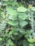  ( - B252)  @11 [ ] Copyright (2014) PHCDBS Pual Hebert Centre For DNA Barcoding AND Biodiversity Studies