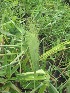  ( - B280)  @11 [ ] Copyright (2014) PHCDBS Pual Hebert Centre For DNA Barcoding AND Biodiversity Studies