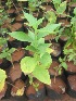  ( - B44)  @11 [ ] Copyright (2014) PHCDBS Paul Hebert Centre For DNA Barcoding And Biodiversity Studies
