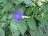  ( - B88)  @11 [ ] Copyright (2014) PHCDBS Paul Hebert Centre For DNA Barcoding And Biodiversity Studies