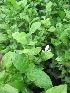  ( - B_6)  @11 [ ] Copyright (2014) PHCDBS Paul Hebert Centre For DNA Barcoding And Biodiversity Studies