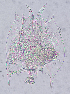  (Brachionus quadridentatus f. brevispinus AEG1 - ECOCHZ-AG0423)  @14 [ ] Unspecified (default): All Rights Reserved  Unspecified Unspecified