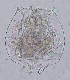  (Brachionus angularis f. pseudodolabratus - ECOCHZ-AG0431)  @13 [ ] Unspecified (default): All Rights Reserved  Unspecified Unspecified