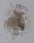  (Brachionus quadridentatus f. cluniorbicularis - ECOCHZ-AG0513)  @15 [ ] Unspecified (default): All Rights Reserved  Unspecified Unspecified