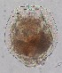  (Brachionus angularis - ECOCHZ-AG0522)  @13 [ ] Unspecified (default): All Rights Reserved  Unspecified Unspecified