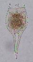 (Brachionus havanaensis - ECOCHZ-AG0532)  @15 [ ] Unspecified (default): All Rights Reserved  Unspecified Unspecified