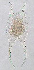  (Brachionus falcatus - ECOCHZ-AG0575)  @14 [ ] Unspecified (default): All Rights Reserved  Unspecified Unspecified