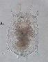  (Brachionus calyciflorus - ECOCHZ-AG0610)  @14 [ ] Unspecified (default): All Rights Reserved  Unspecified Unspecified
