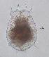  (Brachionus calyciflorus AEG1 - ECOCHZ-AG0638)  @13 [ ] Unspecified (default): All Rights Reserved  Unspecified Unspecified