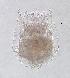  (Brachionus bidentatus - ECOCHZ-AG0659)  @13 [ ] Unspecified (default): All Rights Reserved  Unspecified Unspecified