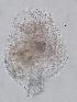  (Brachionus cf. urceolaris - ECOCHZ-AG0681)  @14 [ ] Unspecified (default): All Rights Reserved  Unspecified Unspecified