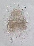  (Brachionus variabilis - ECOCHZ-AG0811)  @15 [ ] Unspecified (default): All Rights Reserved  Unspecified Unspecified