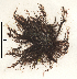  (Polysiphonia paniculata - SCL17006)  @11 [ ] CreativeCommons - Attribution No Derivatives (2017) Sandra C. Lindstrom University of British Columbia