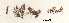  (Polysiphonia hendryi - SCL17009)  @11 [ ] CreativeCommons - Attribution No Derivatives (2017) Sandra C. Lindstrom University of British Columbia