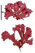  ( - SCL17110.2)  @11 [ ] CreativeCommons - Attribution Non-Commercial No Derivatives (2019) Sandra Lindstrom University of British Columbia