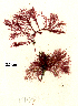  ( - SCL17554)  @11 [ ] CreativeCommons Attribution Non-Commercial No Derivatives (2019) Sandra Lindstrom University of British Columbia