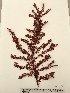  (Rhodoptilum - PTM-1652)  @11 [ ] CreativeCommons - Attribution No Derivatives (2017) Patrick T. Martone University of British Columbia