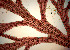  ( - PTM2357)  @11 [ ] CreativeCommons Attribution Non-Commercial No Derivatives (2024) Patrick Martone University of British Columbia