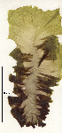  ( - SCL17421)  @11 [ ] CreativeCommons - Attribution No Derivatives (2018) Sandra Lindstrom UBC