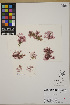  ( - SCL16538)  @11 [ ] CreativeCommons Attribution Non-Commercial No Derivatives (2019) Sandra Lindstrom University of British Columbia