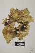  ( - SCL 12251)  @11 [ ] CreativeCommons Attribution Non-Commercial No Derivatives (2021) Sandra C. Lindstrom University of British Columbia