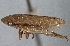  (Clovia albomarginata - CNC#HEM 305435)  @11 [ ] CreativeCommons - Attribution (2013) CNC/CBG Photography Group Centre for Biodiversity Genomics