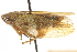  ( - CNC#HEM402090)  @13 [ ] CreativeCommons - Attribution (2012) CBG Photography Group Centre for Biodiversity Genomics