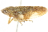  ( - CNC#HEM402092)  @11 [ ] CreativeCommons - Attribution (2012) CBG Photography Group Centre for Biodiversity Genomics