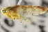  (Cetexa - CNC#HEM402151)  @14 [ ] CreativeCommons - Attribution (2012) CBG Photography Group Centre for Biodiversity Genomics