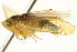  (Fitchana - CNC#HEM402180)  @14 [ ] CreativeCommons - Attribution (2012) CBG Photography Group Centre for Biodiversity Genomics
