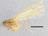  (Alnetoidia - CNC#HEM305471)  @14 [ ] CreativeCommons - Attribution (2013) CBG Photography Group Centre for Biodiversity Genomics