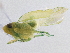  ( - CNC#HEM305479)  @12 [ ] CreativeCommons - Attribution (2013) CBG Photography Group Centre for Biodiversity Genomics