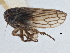  ( - CNC#HEM305527)  @12 [ ] CreativeCommons - Attribution (2013) CBG Photography Group Centre for Biodiversity Genomics