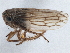  ( - CNC#HEM305529)  @11 [ ] CreativeCommons - Attribution (2013) CBG Photography Group Centre for Biodiversity Genomics