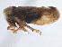  ( - CNC#HEM305648)  @13 [ ] CreativeCommons - Attribution (2014) CBG Photography Group Centre for Biodiversity Genomics
