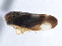  ( - CNC#HEM305649)  @13 [ ] CreativeCommons - Attribution (2014) CBG Photography Group Centre for Biodiversity Genomics