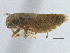  ( - CNC#HEM305650)  @13 [ ] CreativeCommons - Attribution (2014) CBG Photography Group Centre for Biodiversity Genomics