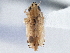  ( - CNC#HEM305678)  @11 [ ] CreativeCommons - Attribution (2013) CBG Photography Group Centre for Biodiversity Genomics