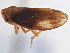  ( - CNC#HEM305753)  @11 [ ] CreativeCommons - Attribution (2013) CBG Photography Group Centre for Biodiversity Genomics