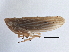  (Omanagallia - CNC#HEM305787)  @11 [ ] CreativeCommons - Attribution (2014) CBG Photography Group Centre for Biodiversity Genomics