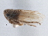  ( - CNC#HEM406113)  @11 [ ] CreativeCommons - Attribution (2014) CBG Photography Group Centre for Biodiversity Genomics